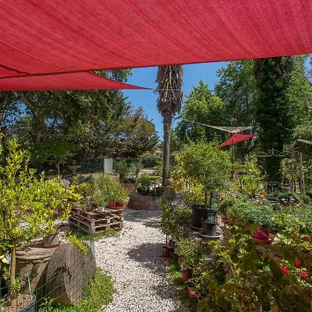 Ferme Saint-antoine - Dipladenia Gassin